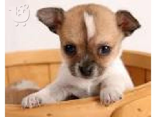 PoulaTo: Chihuahua-Τσιχουάουα